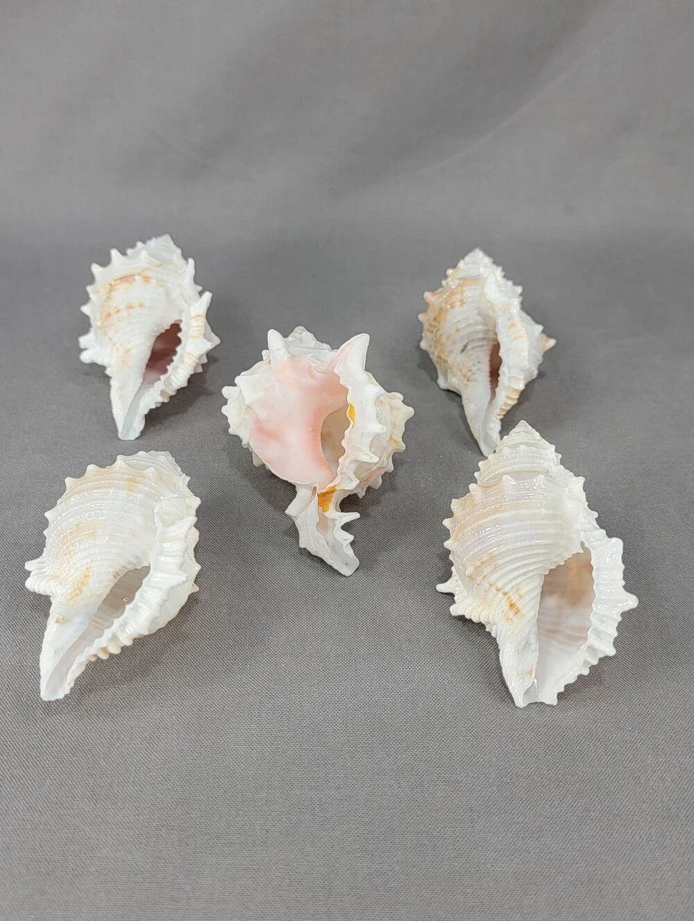 Murex Seashell Shell Mixed Lot 5 Coastal Beach Decor Crafts Natural